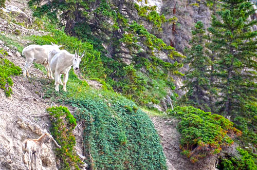 Mountain Goats